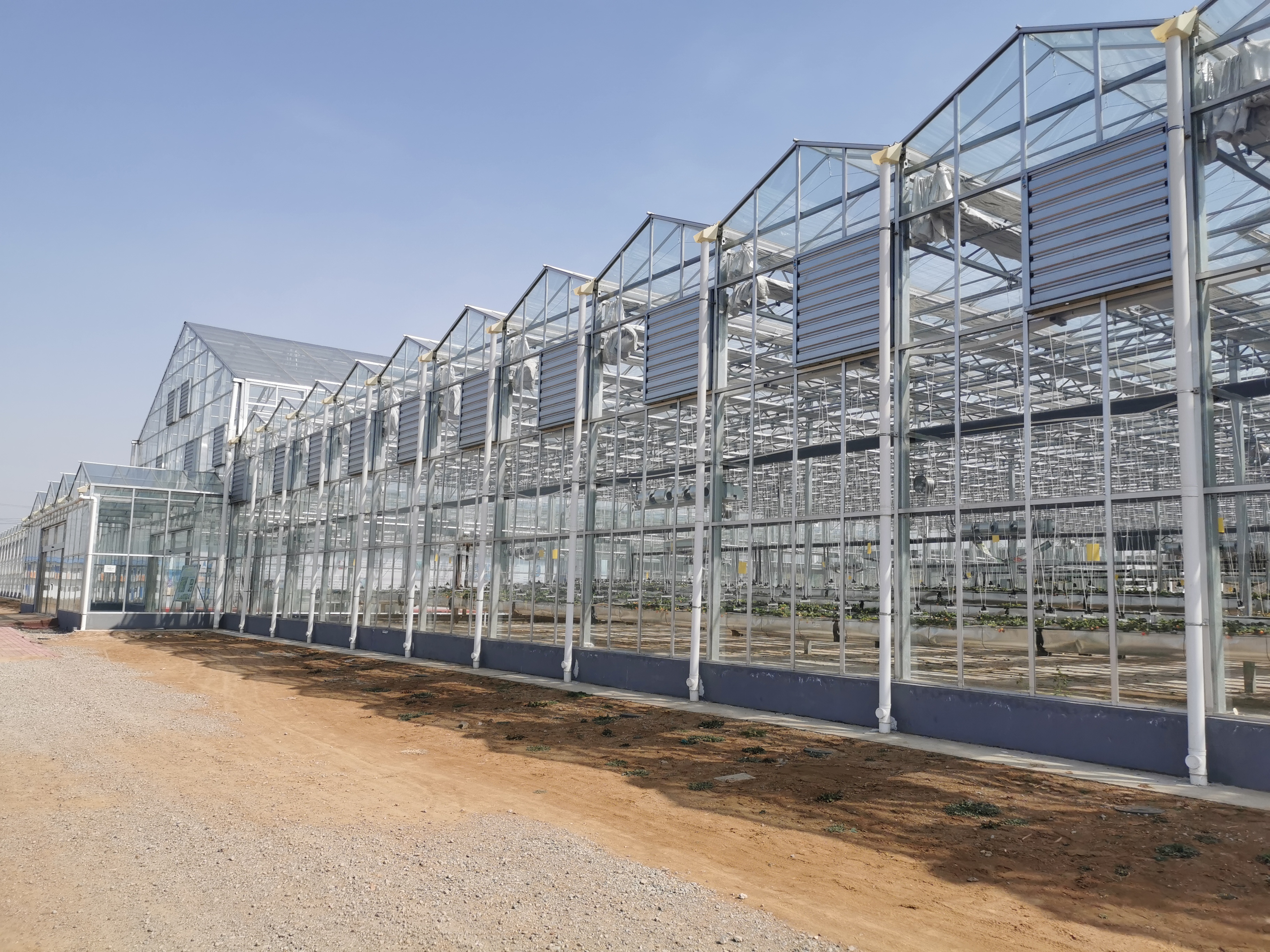 智慧荷兰模式种植温室工厂应用实践分享插图