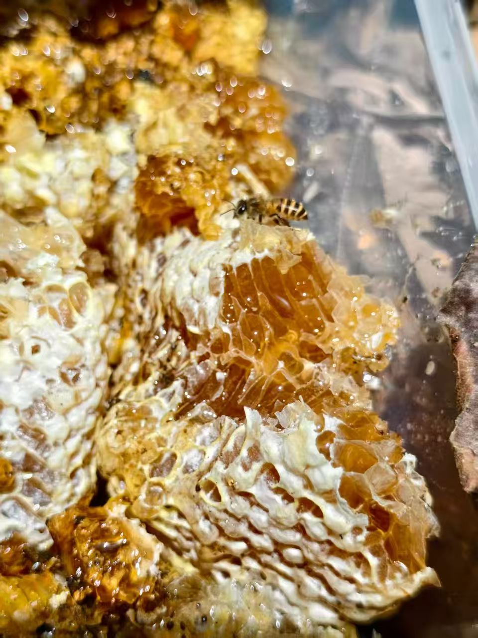 云南华蜜蜂业打造地道高原滋补蜂蜜产品插图 云南华蜜蜂业打造地道高原滋补蜂蜜产品插图