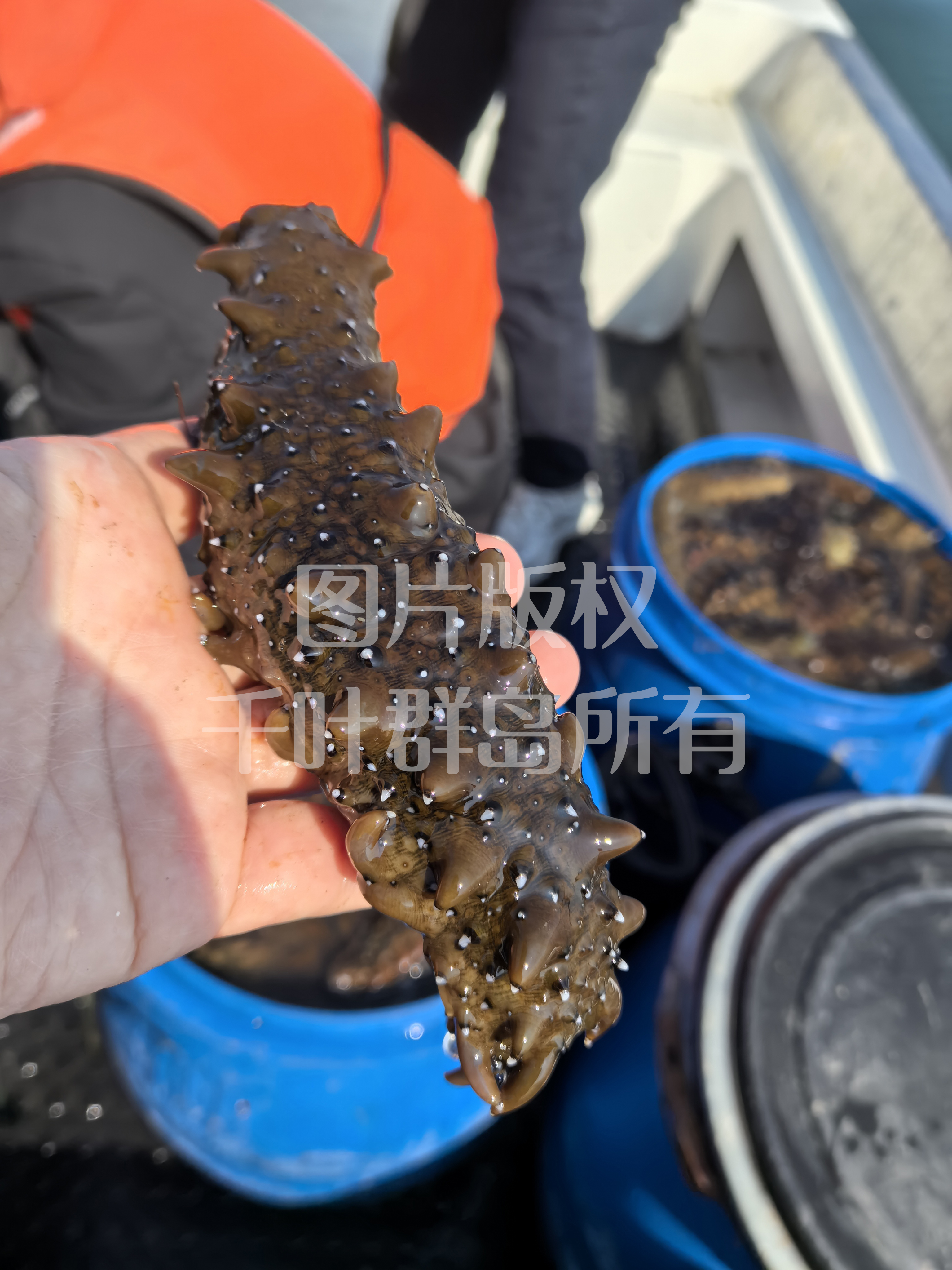 吉林市原装进口海参厂商的供货参考经验插图