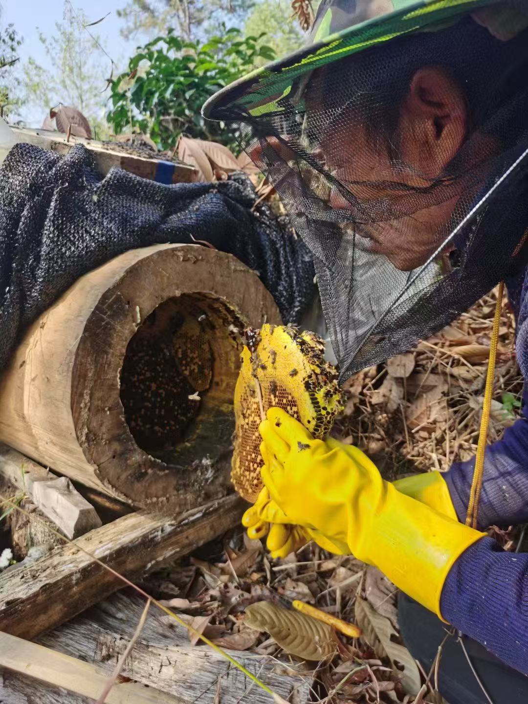 云南土蜂蜜定制 找靠谱源头滋补品厂家插图 云南土蜂蜜定制 找靠谱源头滋补品厂家插图