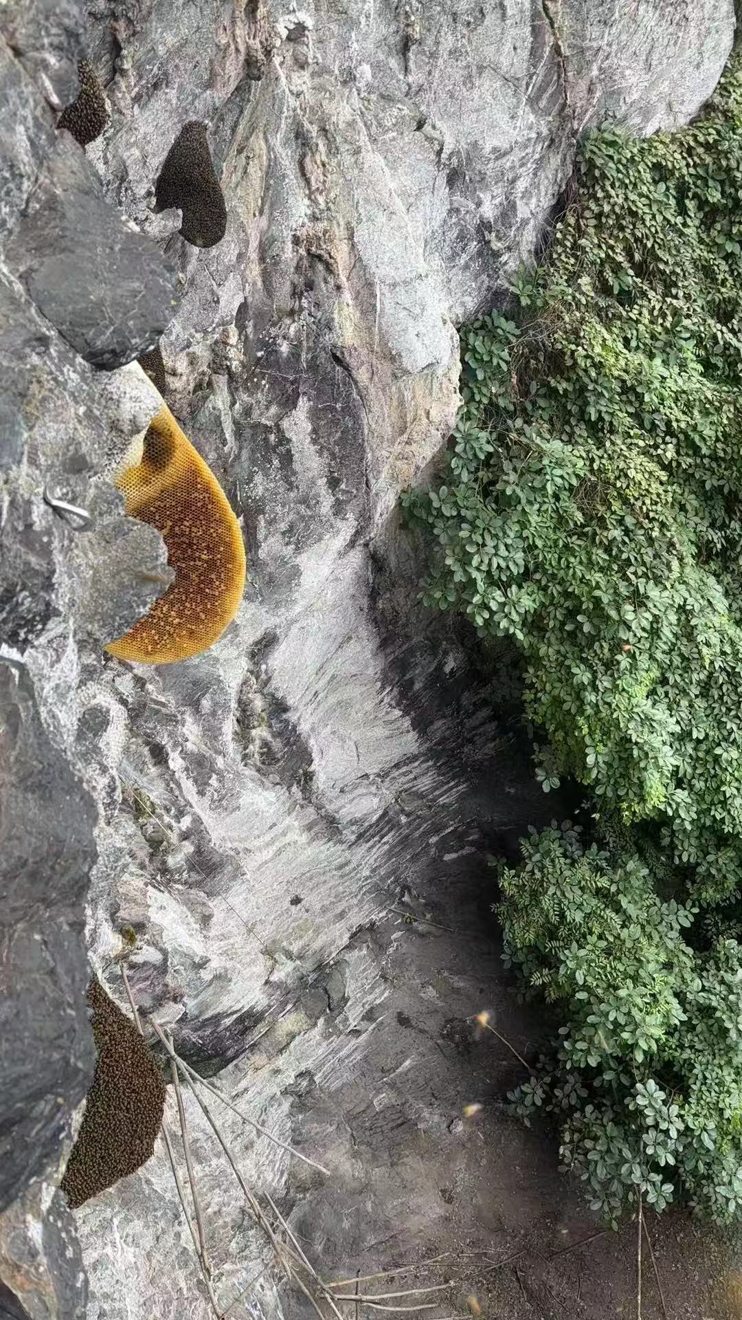 云南冬蜜选购指南:避坑技巧与合作参考插图2 云南冬蜜选购指南:避坑技巧与合作参考插图2