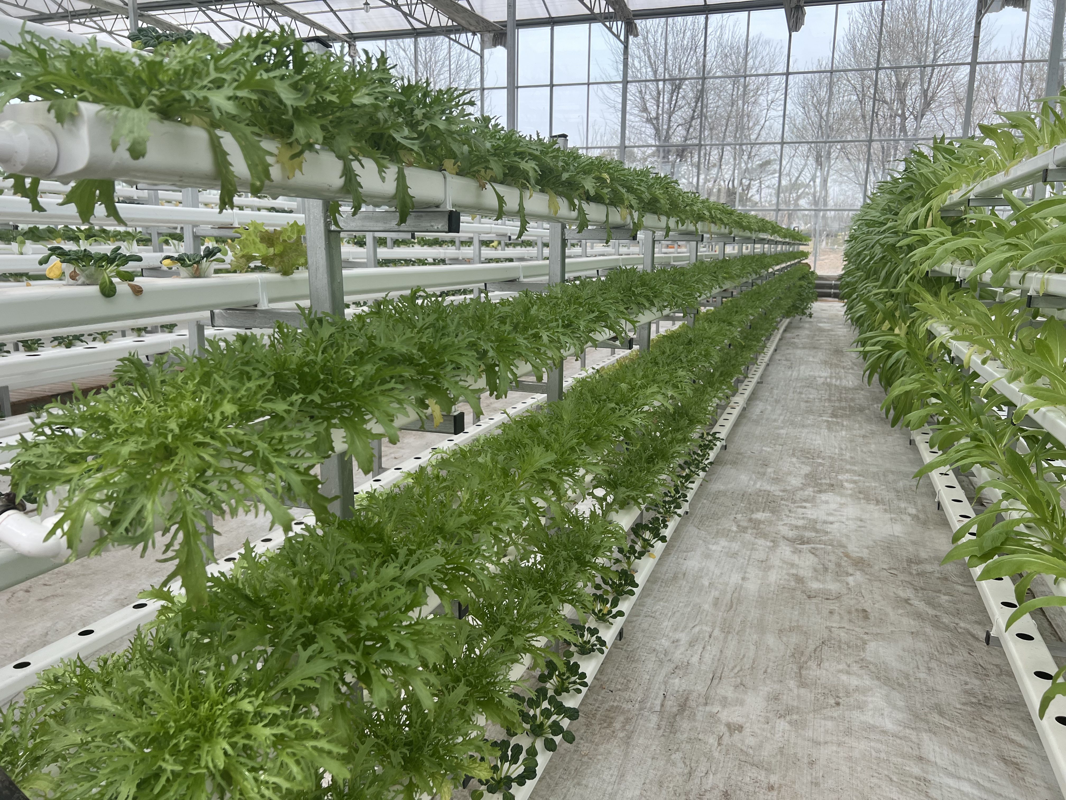 智能荷兰模式温室厂家 案例与应用落地参考插图1 智能荷兰模式温室厂家 案例与应用落地参考插图1