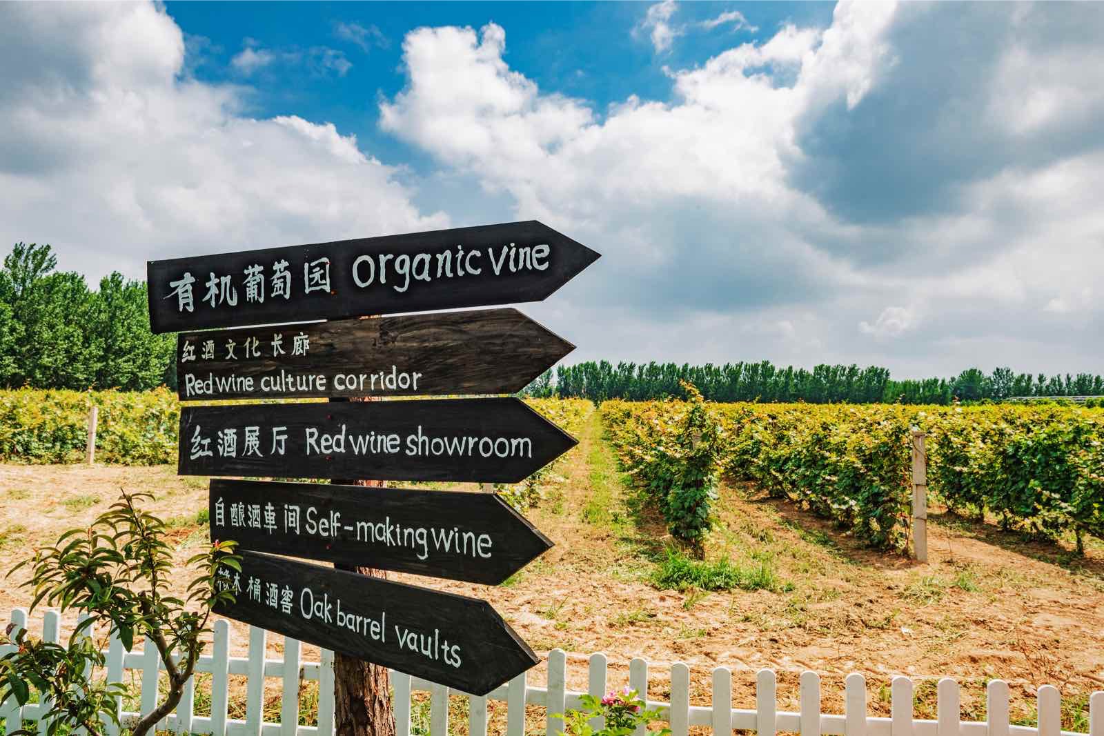 河源哪里有奥德曼葡萄酒插图1