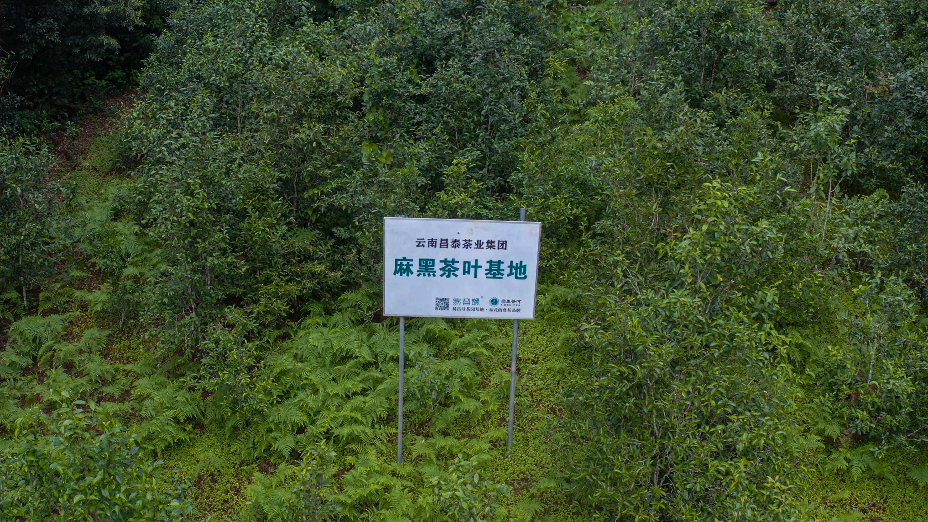 临沧七子饼茶供货厂家推荐插图2 临沧七子饼茶供货厂家推荐插图2