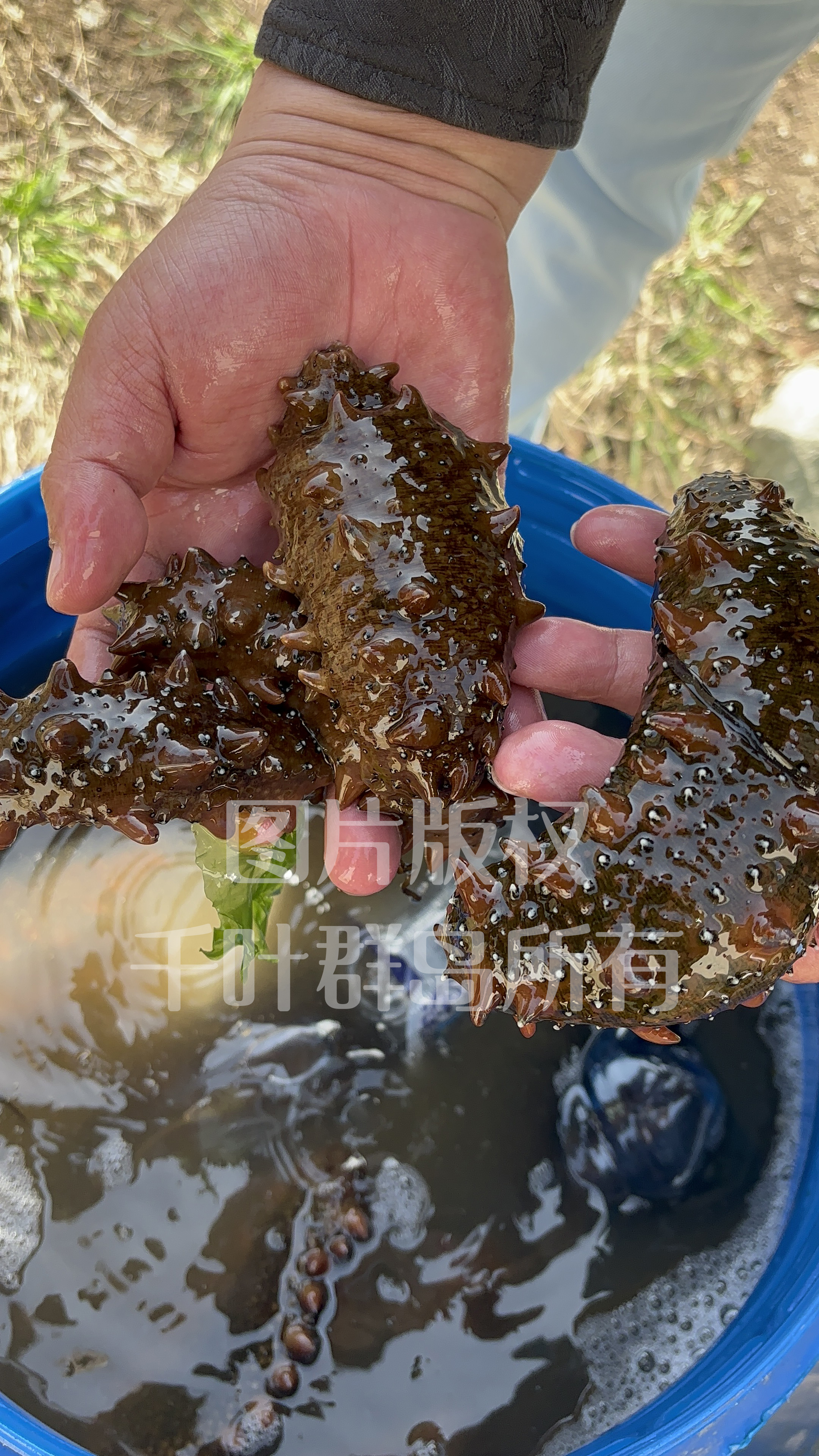 吉林市海参供应链加工厂 千叶群岛出品插图