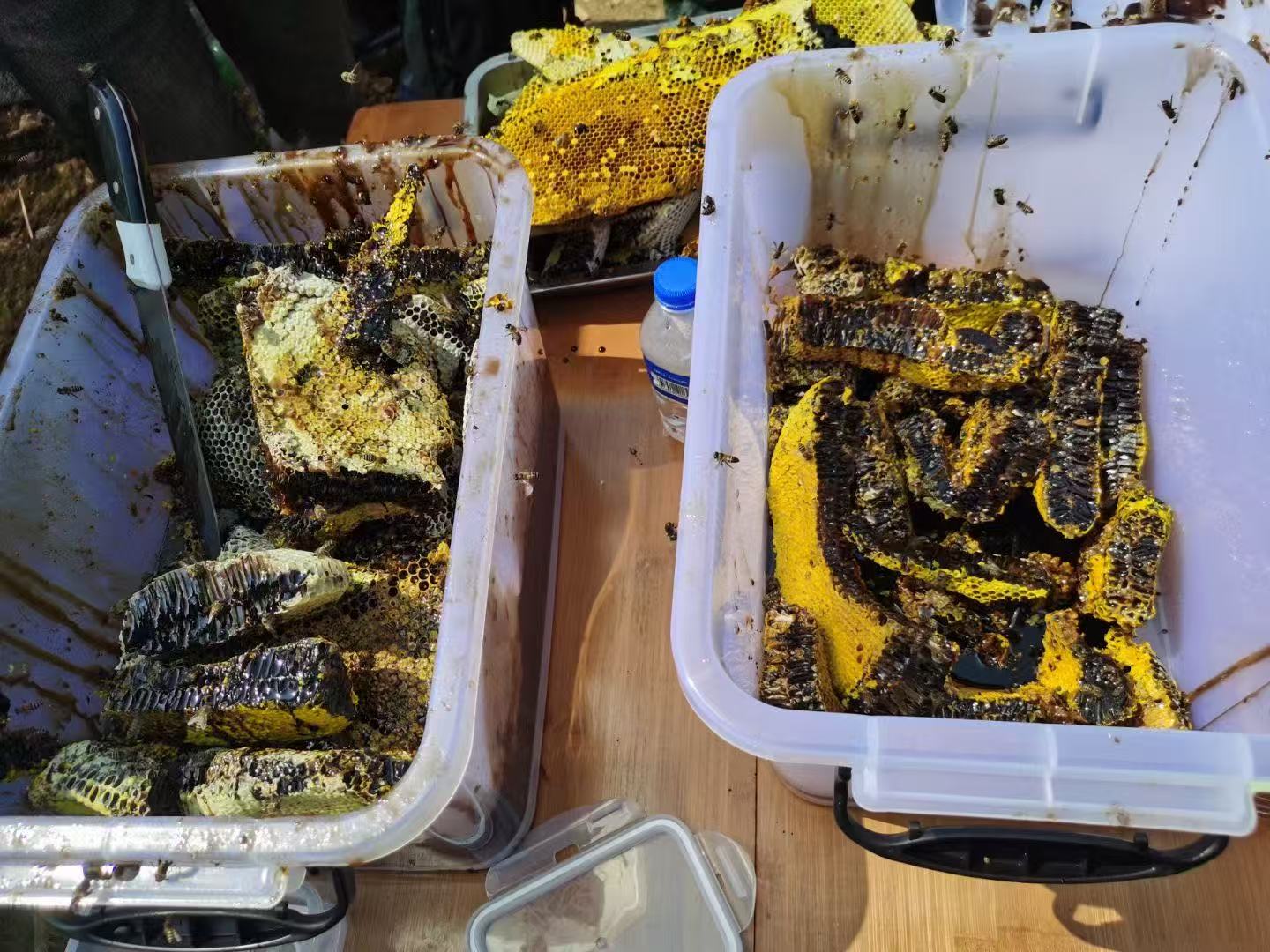 云南蜂蜜滋补品 蜂胶定制厂家直供插图 云南蜂蜜滋补品 蜂胶定制厂家直供插图