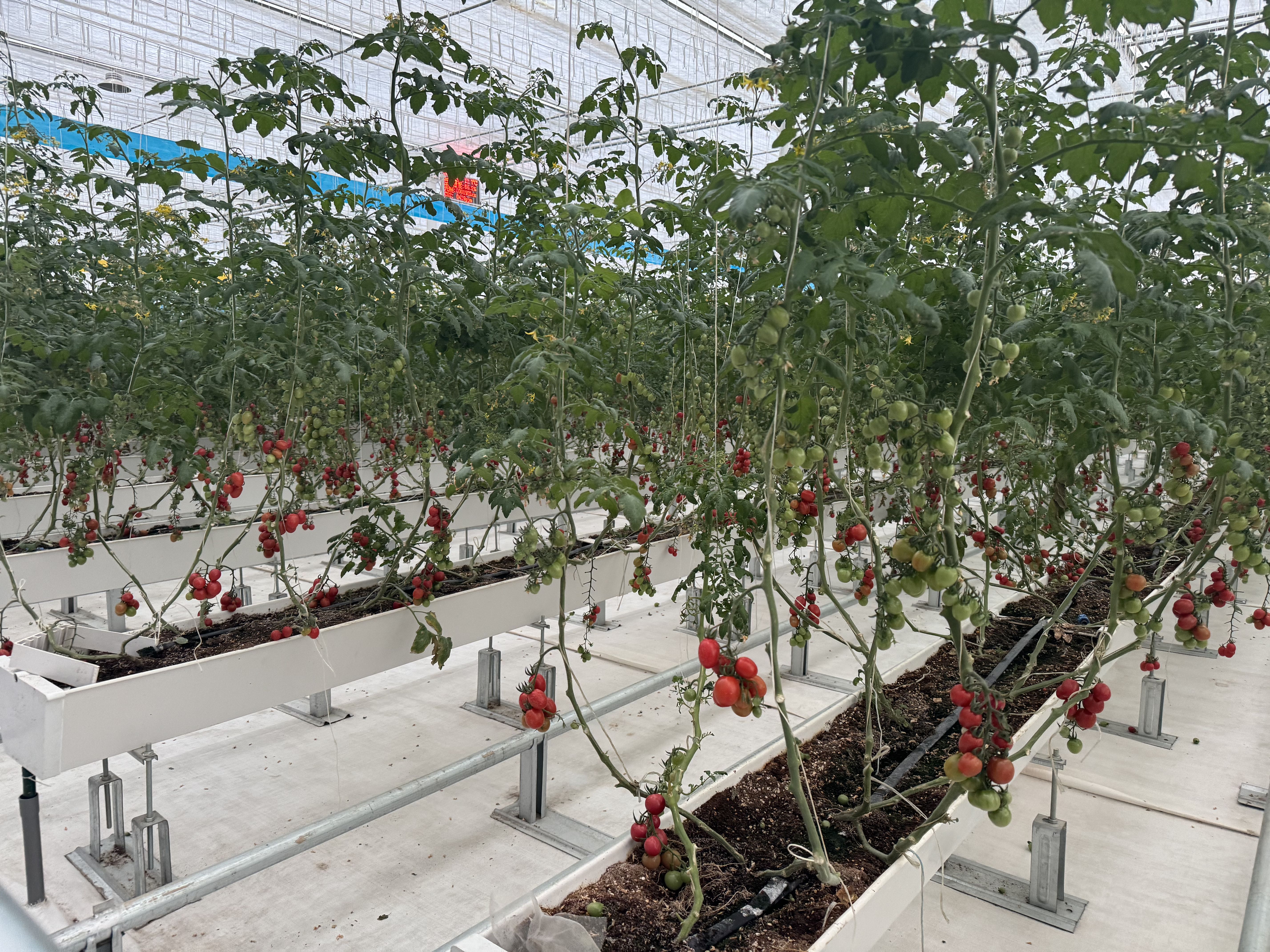 蔬菜连栋玻璃大棚的联络方式及应用参考插图2 蔬菜连栋玻璃大棚的联络方式及应用参考插图2
