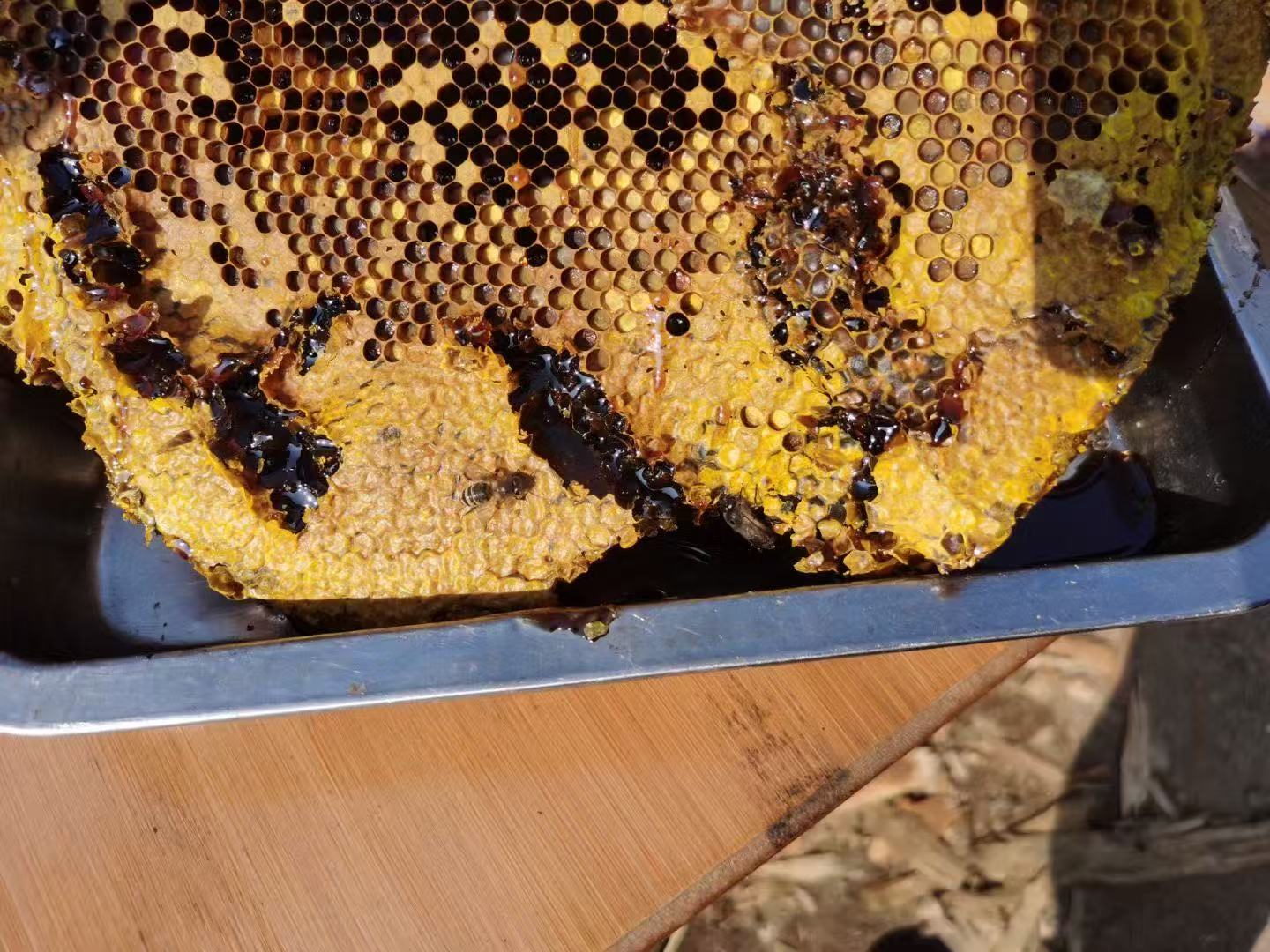 云南蜂巢蜜选哪家?优质滋补蜜推荐插图1 云南蜂巢蜜选哪家?优质滋补蜜推荐插图1
