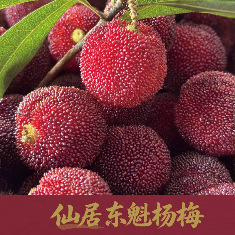 浙江仙居东魁杨梅选购及联系指南插图