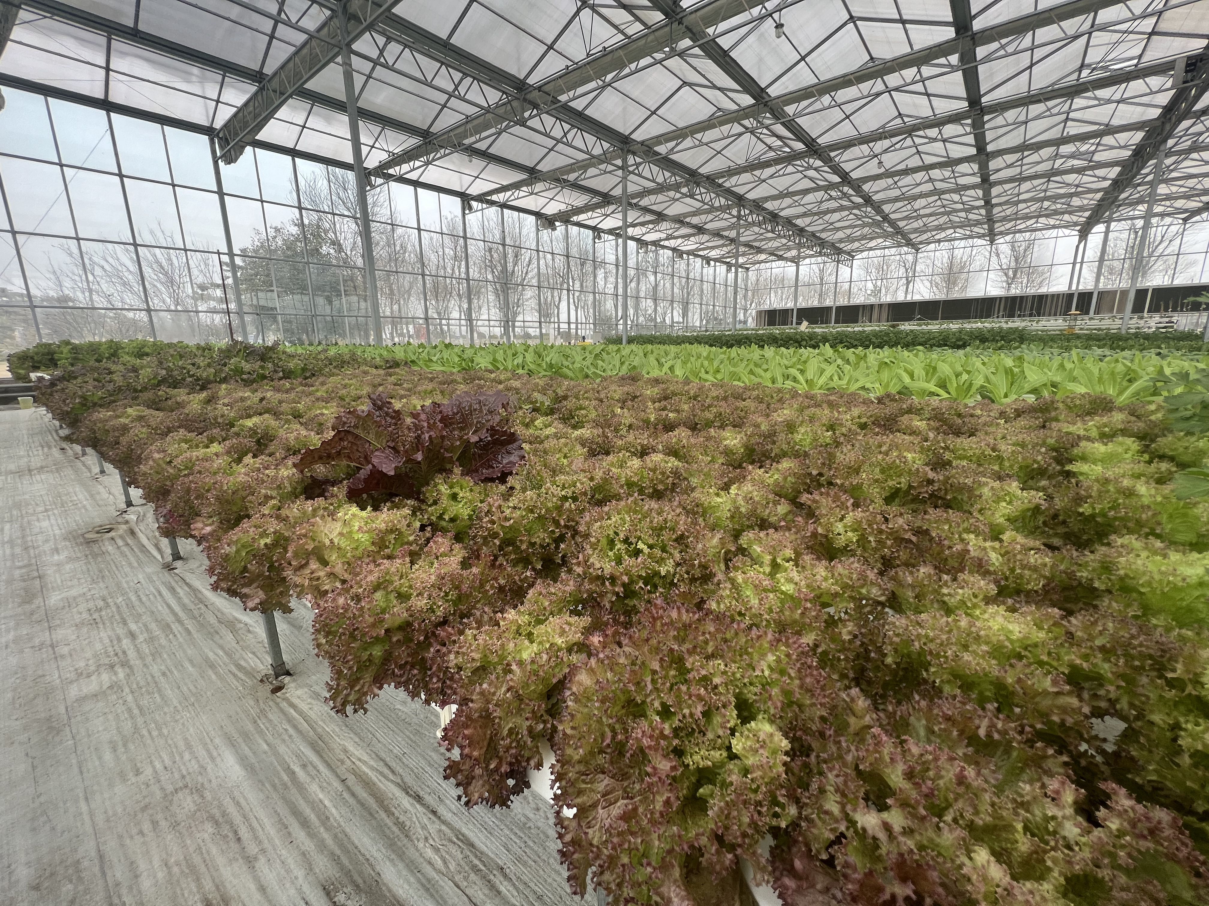 节能智能温室订做厂家提供一站式搭建服务插图2 节能智能温室订做厂家提供一站式搭建服务插图2