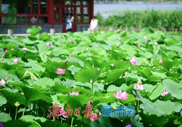 “荷”其有幸“香”约泉城，大明湖第一波荷花已绽放