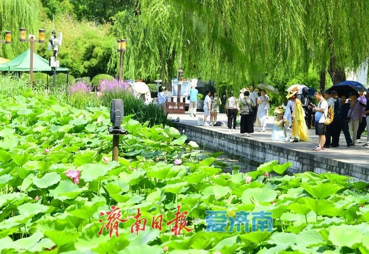 “荷”其有幸“香”约泉城，大明湖第一波荷花已绽放