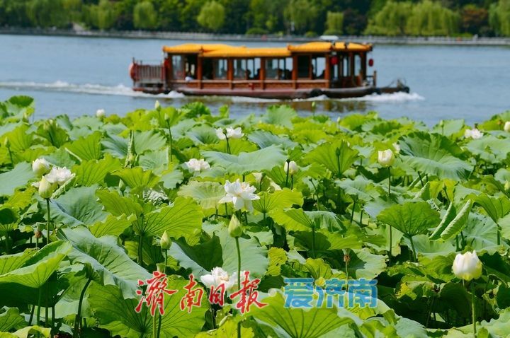 “荷”其有幸“香”约泉城，大明湖第一波荷花已绽放