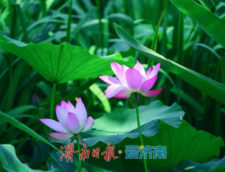 “荷”其有幸“香”约泉城，大明湖第一波荷花已绽放