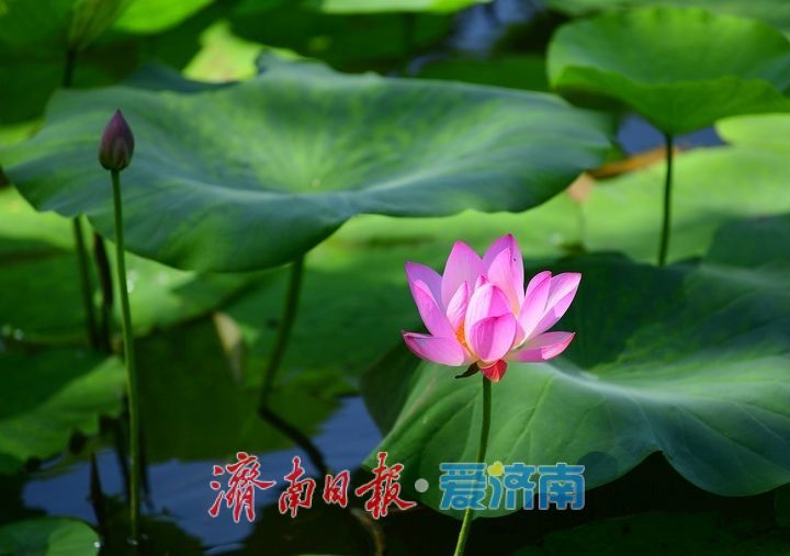 “荷”其有幸“香”约泉城，大明湖第一波荷花已绽放