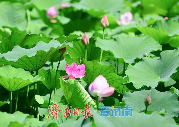 “荷”其有幸“香”约泉城，大明湖第一波荷花已绽放