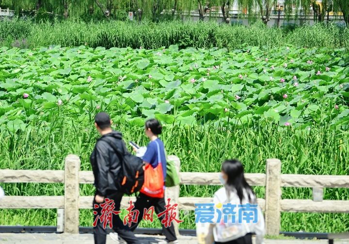 “荷”其有幸“香”约泉城，大明湖第一波荷花已绽放