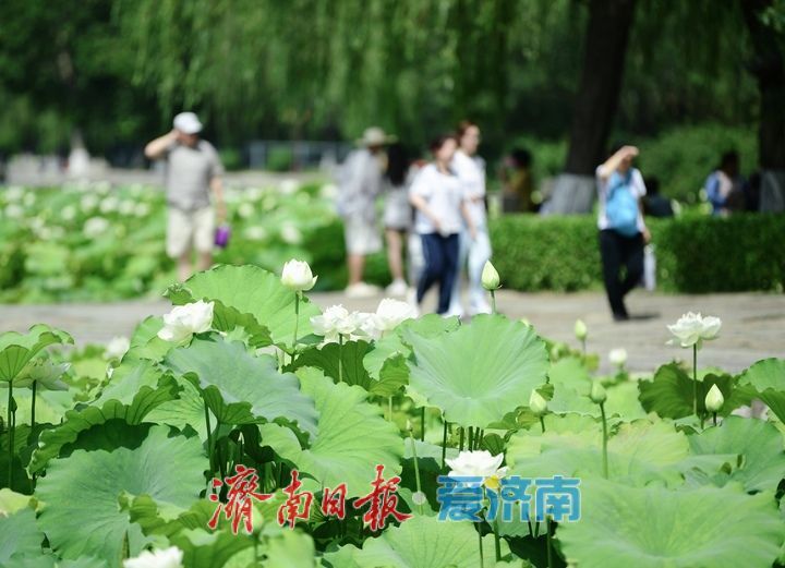 “荷”其有幸“香”约泉城，大明湖第一波荷花已绽放