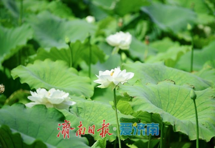 “荷”其有幸“香”约泉城，大明湖第一波荷花已绽放