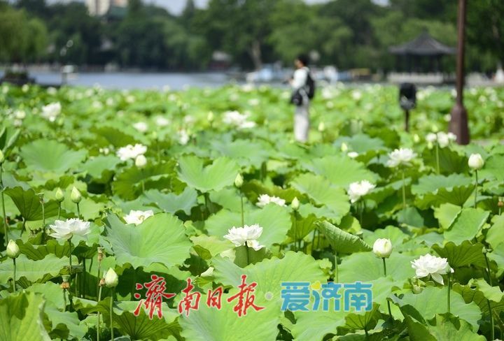 “荷”其有幸“香”约泉城，大明湖第一波荷花已绽放